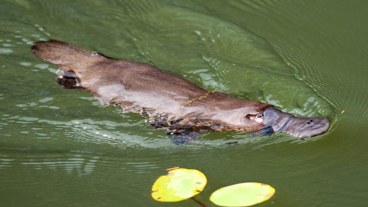 Climate change threatens platypus extinction, study finds | news.com.au ...
