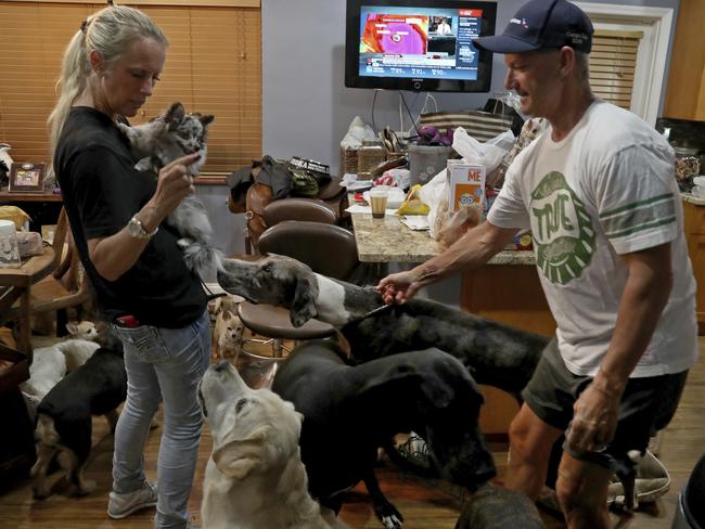 Gretchen, left, and Ron Levine of “A Paw Above” in Hollywood, Fla., take care of 20 dogs and 21 cats as they have been inundated with pet care requests by people fleeing Hurricane Irma, Friday, Sept. 8, 2017. Picture: AP