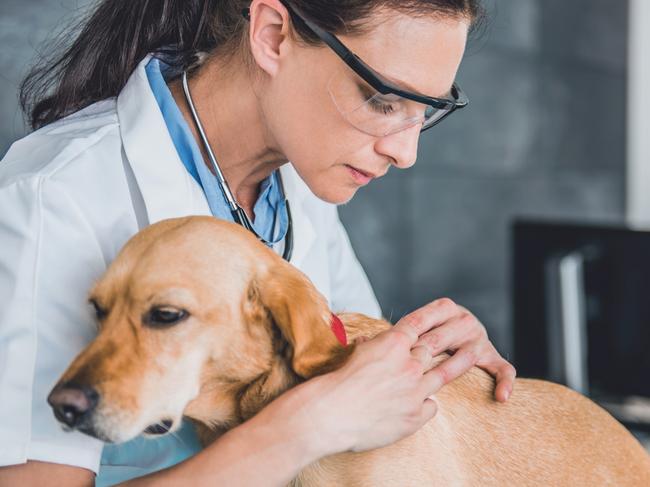 Young female veterinarian picking a tick on dog fur at the veterinarian clinic