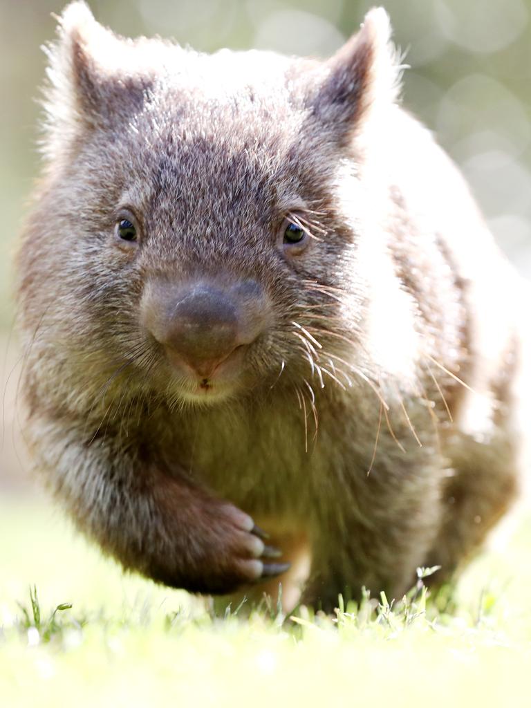 Paradise Country wombat Do you have a name for this cute critter? The Courier Mail