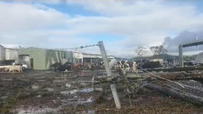 What’s left: Cows that survived the flood at the Weirs’ dairy farm near Lismore. Picture: Supplied