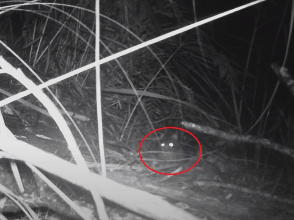 One of the images captured of a ‘Tasmanian tiger’. Picture: Thylacine Awareness Group of Australia