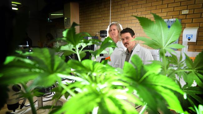 Academics are researching how best to use medicinal cannabis.