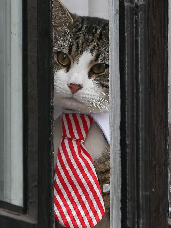 A cat named 'James' wearing a collar and tie looks out of the window of the Ecuadorean Embassy. Picture: AFP