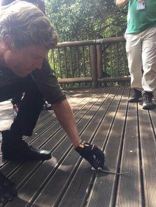 BREAKING: Highly dangerous gigantic snake currently being removed from the #ImACelebrityAU set just before show time. Picture: Dr Chris Brown / Twitter