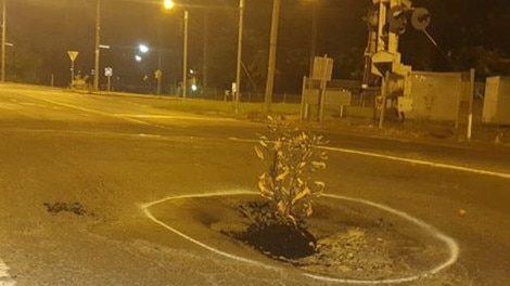 A tree has been planted in a pothole in Diamond Creek. Source: 3AW Breakfast