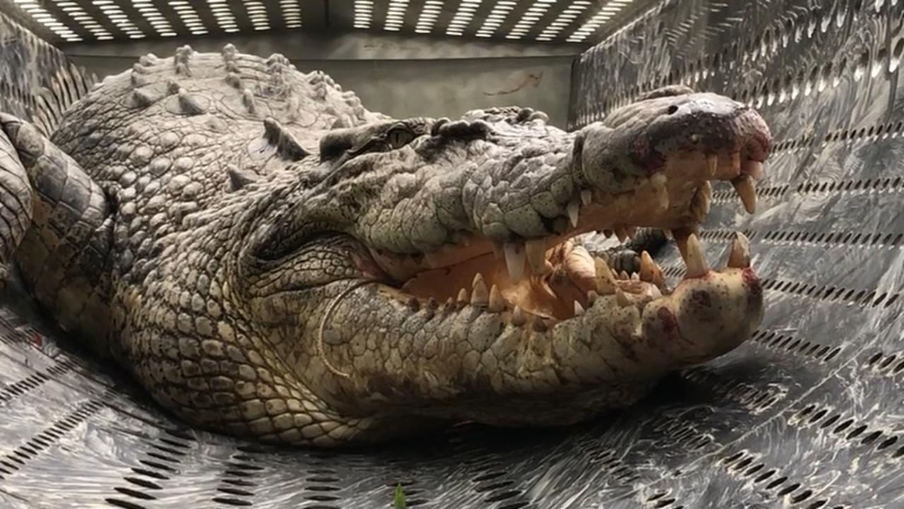 Large croc removed from rec zone in tourism wetlands