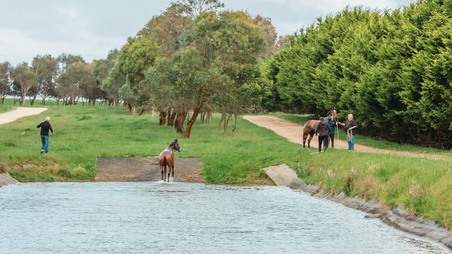 The swimming pool helps horses build strength and aids in recovery.