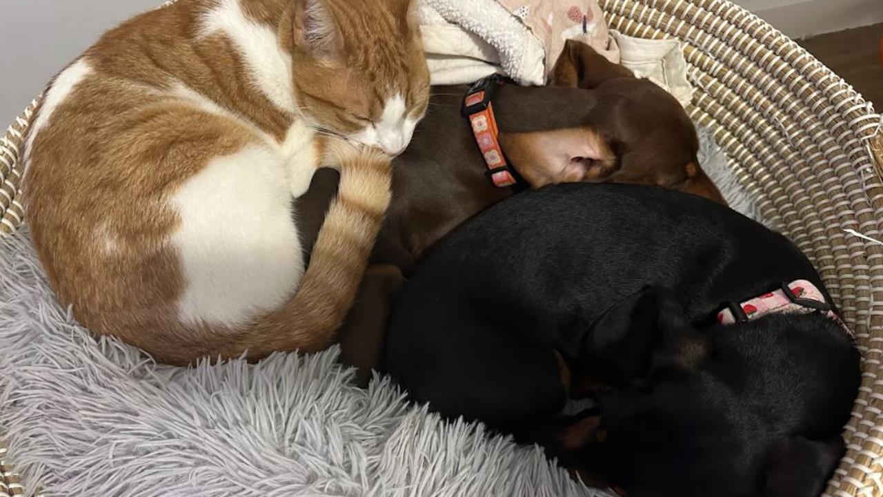Lucy, Dorothy and Valerie curled up together at home. Picture: Supplied