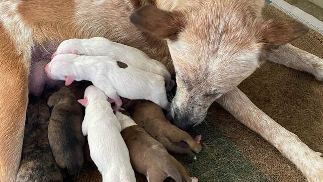 The dogs and puppies will remain in the care of A Mini Rescue for 14 days. Picture: Facebook / A Mini Rescue