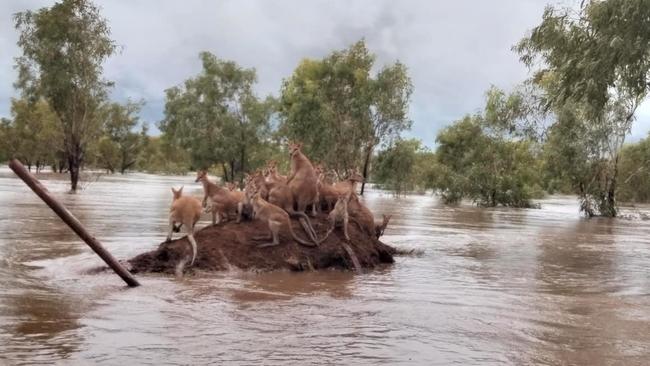 Residents are nto the only ones who are fleeing from floodwaters. Source: Andrea Myers