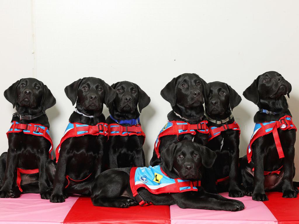 DAILY TELEGRAPH. APRIL 30, 2025. 
Pictured are the next litter of puppies destined to become assistance dogs and transform peoplesÃ lives has arrived. Now in training at the Assistance Dogs Australia puppy kindergarten in Waterfall, the seven black labradors have been dubbed the ÃE-litterÃ.
They are: Echo,  Everly,  Elroy, Emerald,  Euan, Else, and Eleanor, Picture: Tim Hunter.