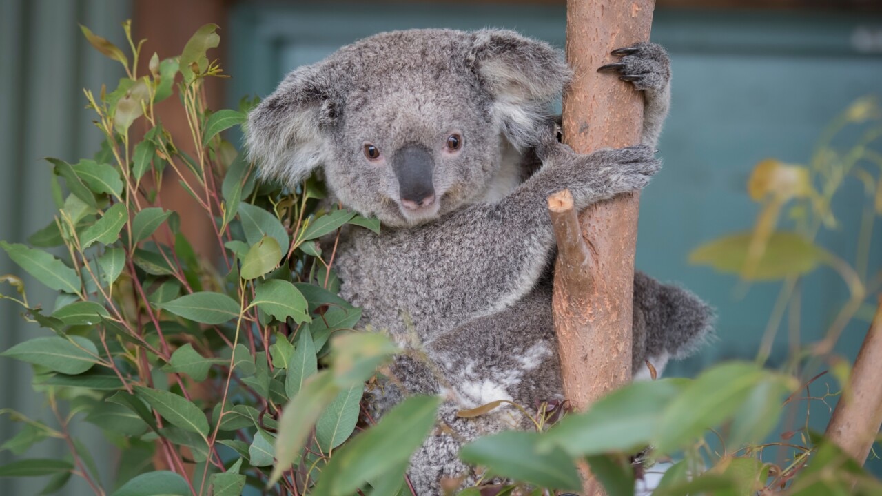 NSW Labor to spend $80 million on koala national park