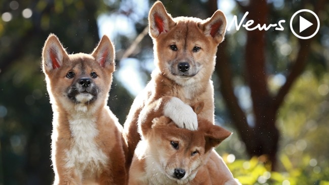 Dingo pups at Australian Reptile Park | Geelong Advertiser