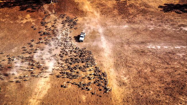 Farmer Richard Gillham drives across a drought-affected paddock as he feeds his sheep on the outskirts of Boggabri, northwest NSW.