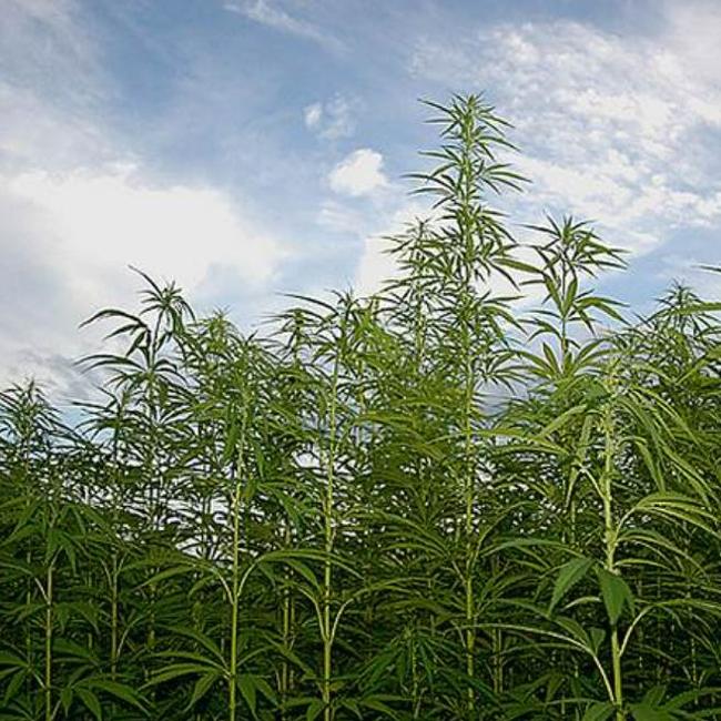 Hemp weed construction