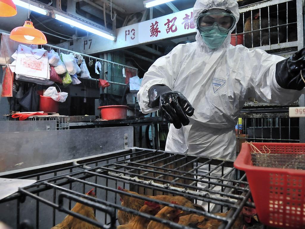 China Reports First Human Infection Of H10N3 Bird Flu Strain News Com   0cb3fa8c972c54e6274d95c4c8c2f40f