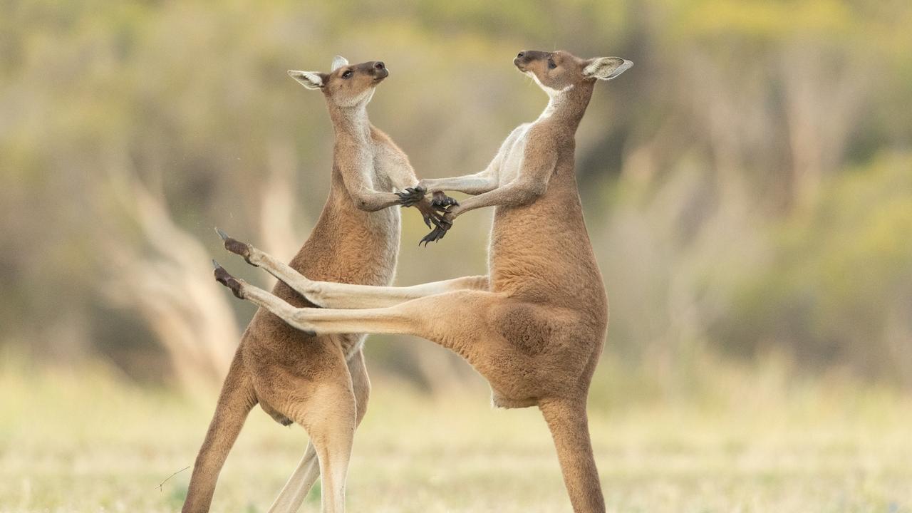 Male kangaroos are strong and can be aggressive. Picture: Lea Scaddan / Comedy Wildlife Photography Awards 2021