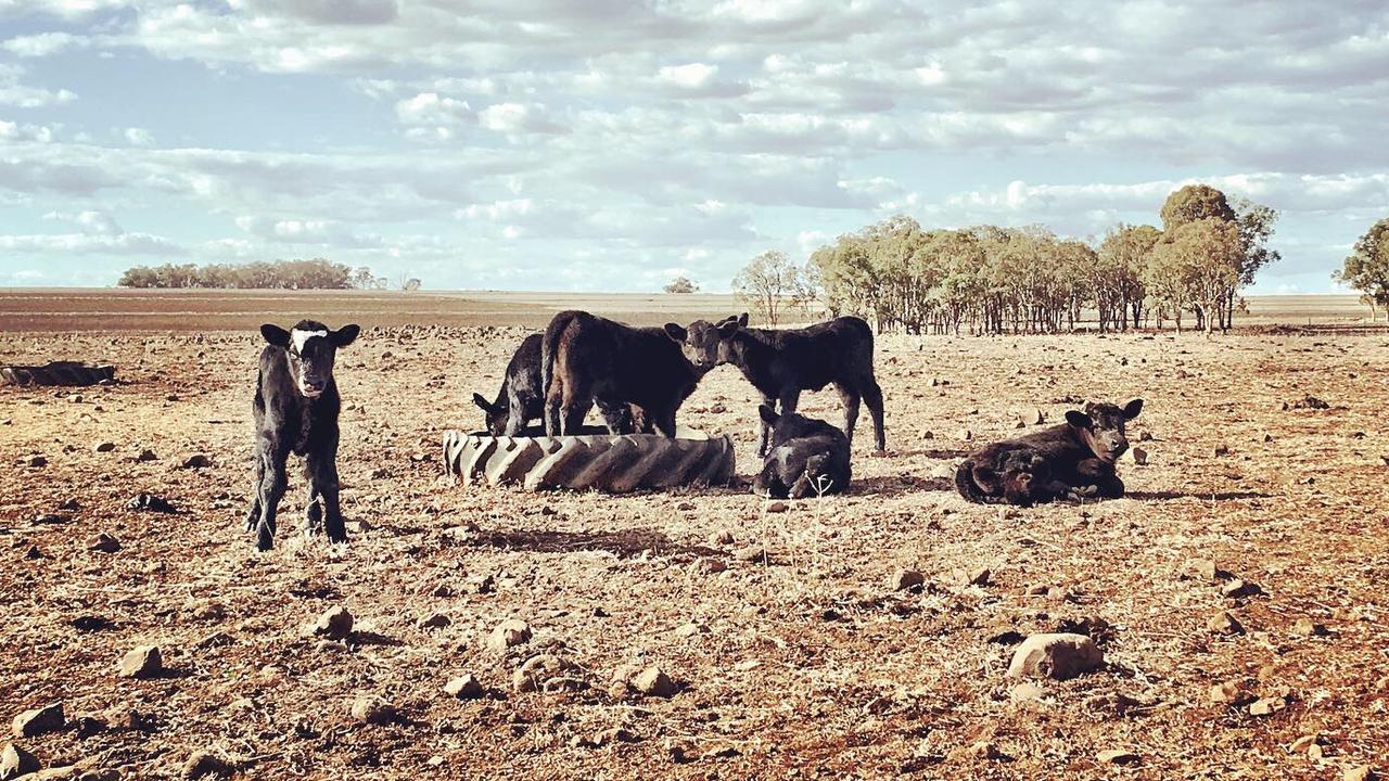 Margy Perkuhn’s farm at Inverell, NSW, in May this year.