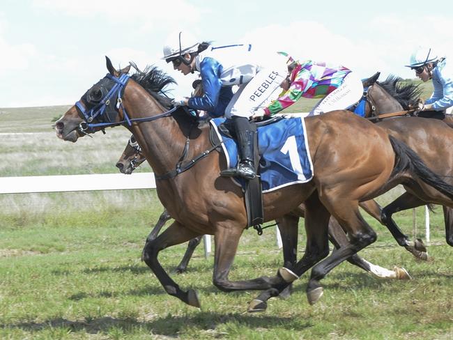 Bounty By Knight is looking to make it back-to-back wins when he heads to Queanbeyan. Picture: Bradley Photos