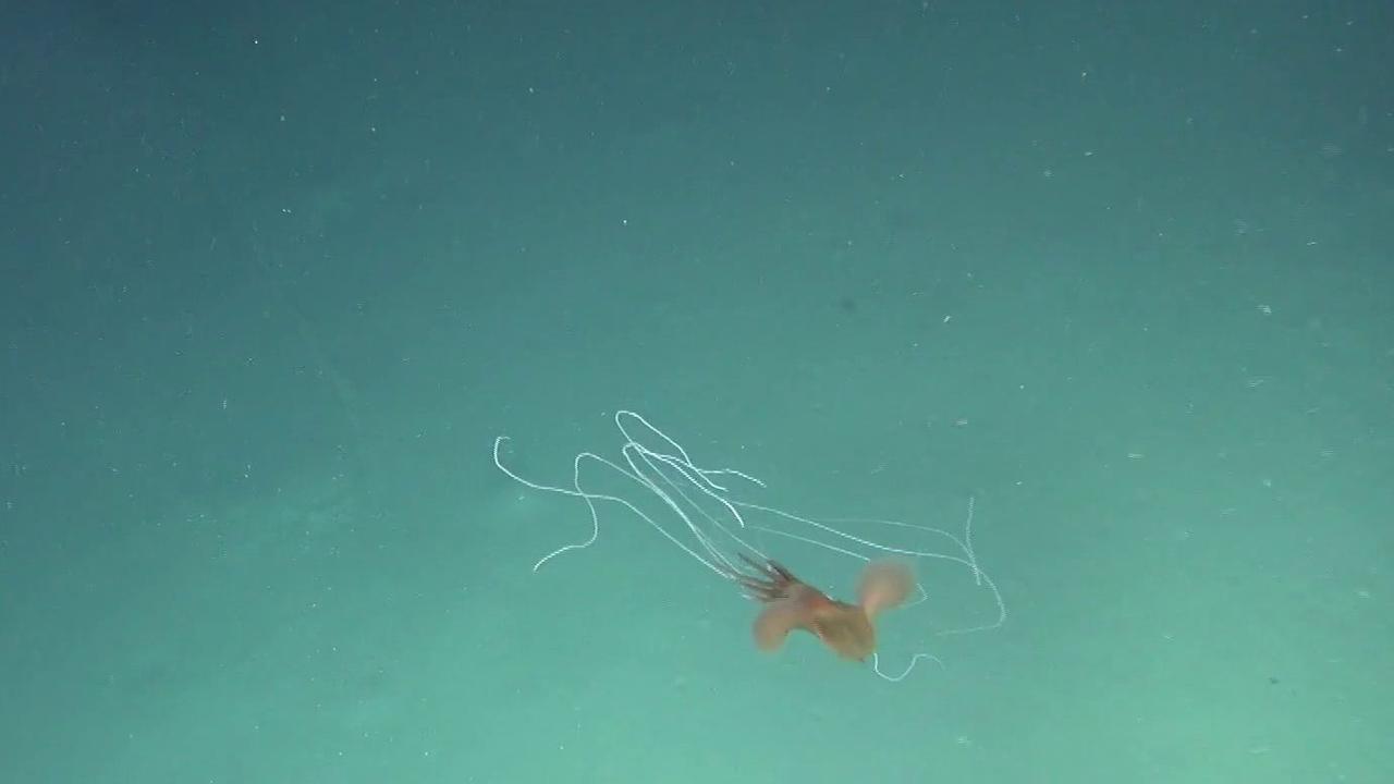 CSIRO and Museums Victoria expedition finds five rare bigfin squid in ...