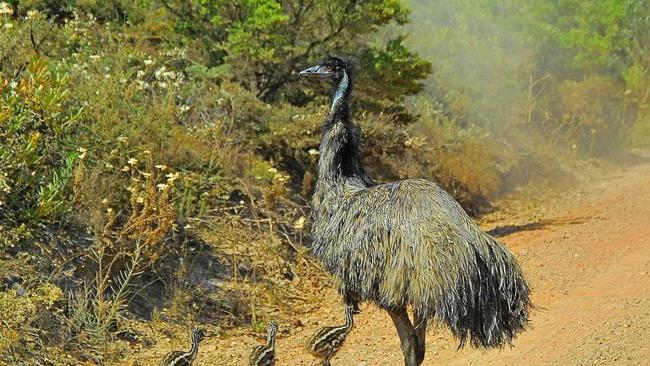 Emus on the road at Diggers Camp, Yuraygir National Park. Picture: Penny Smith