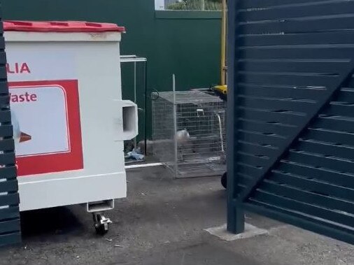 The ibis was found in an area where bins were being stored.