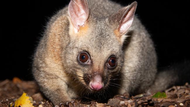 Large quantities of the bacterium that causes the ulcer is found in possum poo. Picture: 7 News