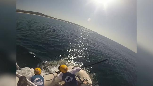 RAW: Humpback rescued off SE Qld coast