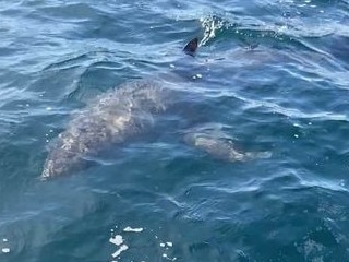 A 3m white shark stalked Emanuel Bova near the Royal National Park near Sydney last Friday. Picture: Emanuel Bova