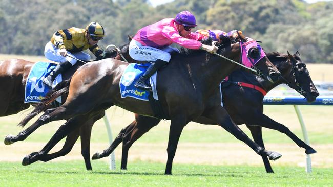 Pure Grunt and jockey Zac Spain will again combine in Wednesday's Group 3 Launceston Cup in Tasmania. Picture: Racing Photos via Getty Images