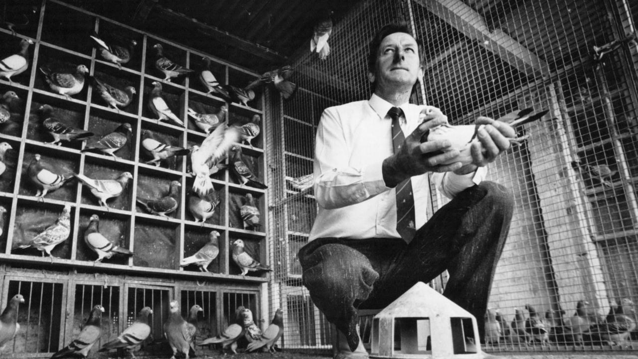 Lawry with his flock of pigeons.