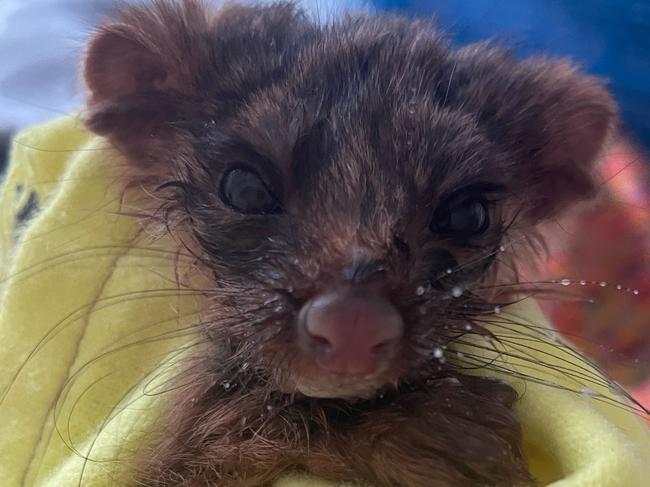 A ringtail possum after it was saved from flood waters. Picture: Wildlife Victoria