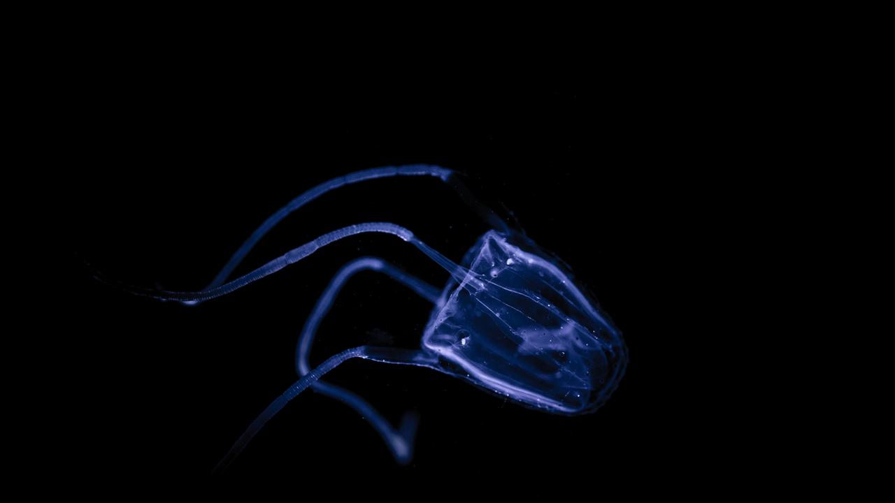 The deadly Irukandji jellyfish regularly emerges over the summer season in the waters off Queensland, concentrated around the north and central coasts. Picture: NCA NewsWire