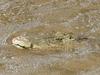 ‘A croc in the middle of town’: Ingham locals shocked by surprise visitor