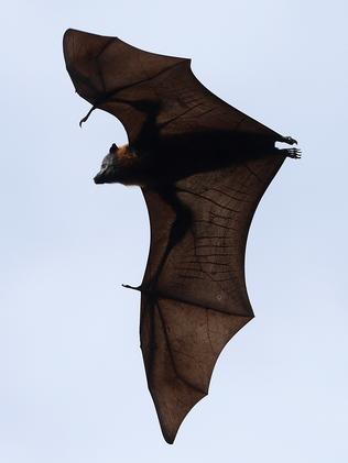 Bat removal project means cutting down park trees after water, noise ...