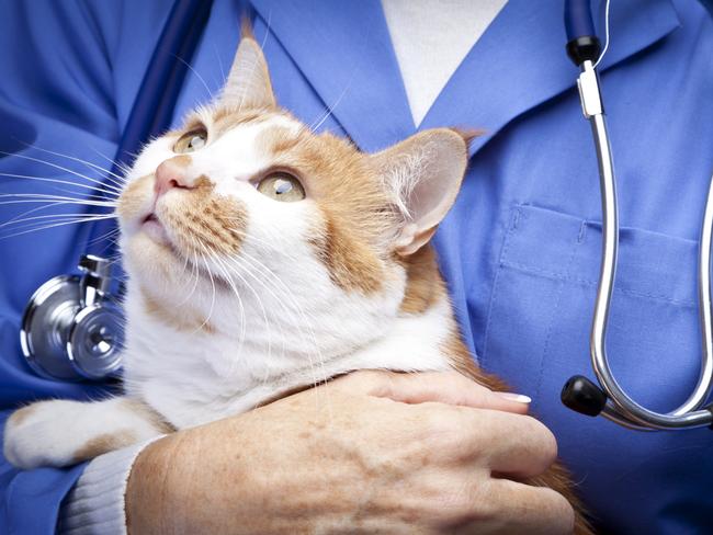 Generic photo of a cat and a vet. Picture: iStock