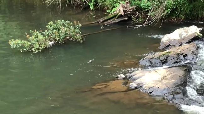 WATCH: Mackay's platypus come out to play 