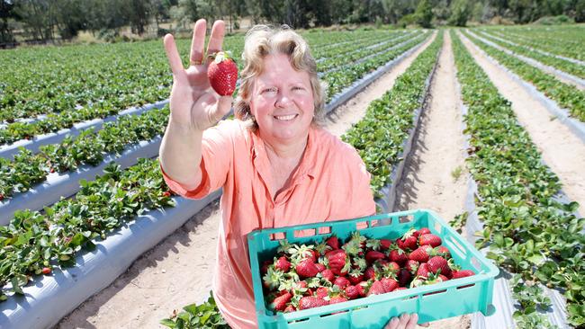 Laura Hendriksen owner of Chambers Flat Strawberry Farm. Photo AAP/ Ric Frearson