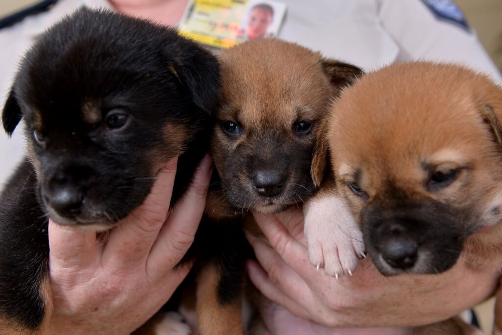 Be sweet and bake for the animals, will you, cupcake? | The Courier Mail