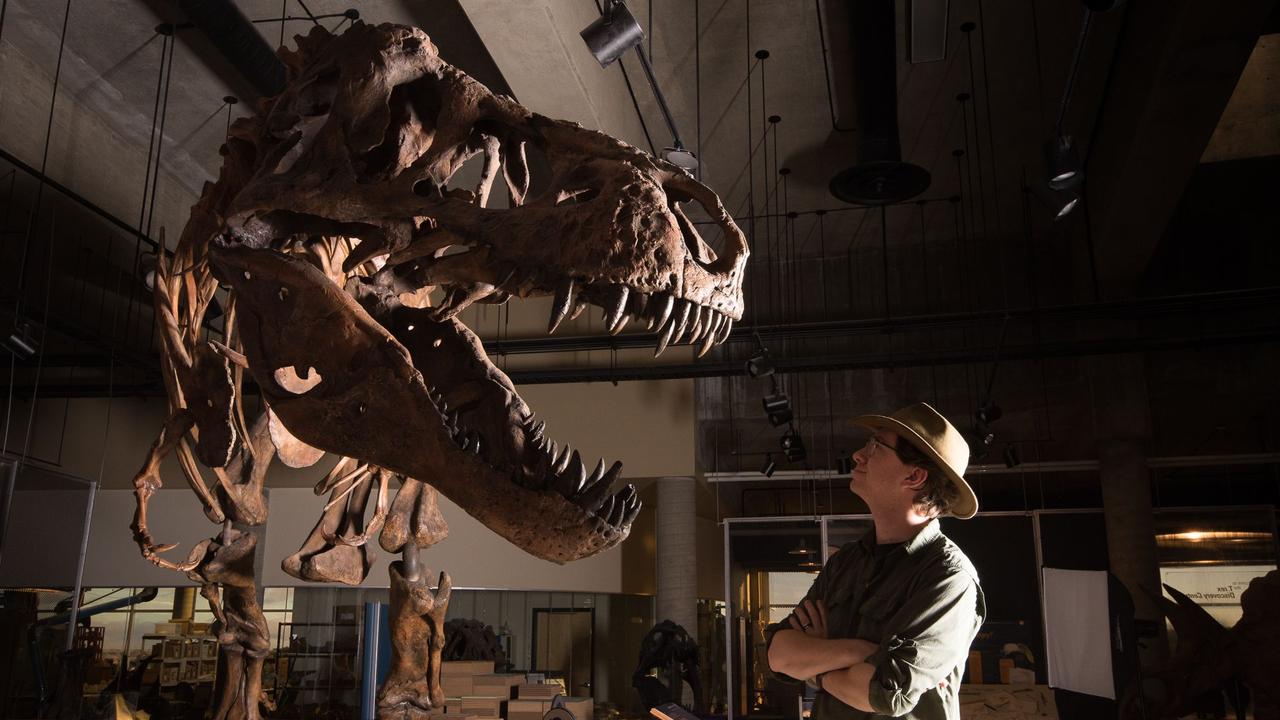 Dr Scott Persons looking at the skeleton of the Tyrannosaurus rex nicknamed Scotty. Picture: AFP/University of Alberta/Amanda Kelley