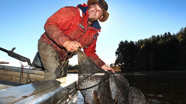 Commercial Eel Fisher Brad Finlayson of Tasmanian Eel Exporters harvests eels at Moriarty