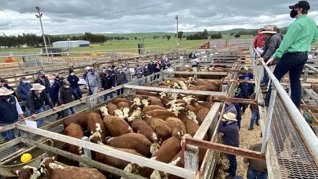 Prices continued to climb at the special spring store sale at Casterton, Victoria. Picture: Kate Dowler