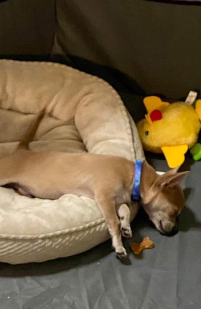Ernie: Teena-Maree Petersen's 4 month old Chihuahua