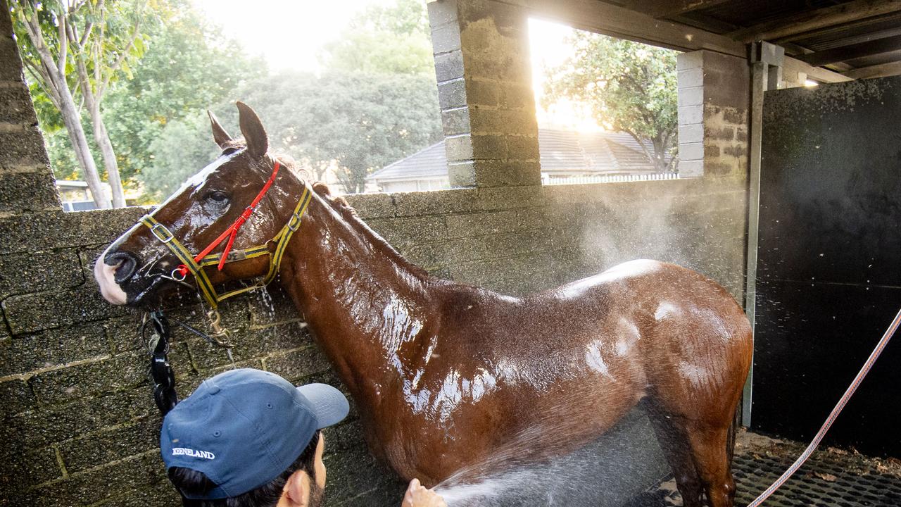 ‘He’s flying’: Portelli eyes Golden Eagle upset