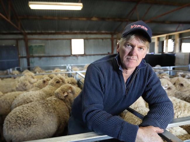 HOLD FOR SUNDAY HERALD SUN----Sheep Shearing in full steam on the Kurraca property called Penola Park, owned by the Holt family with three generations of sheep-shearing. Tony Holt speaking of the new difficulties in sheep shearing.   Picture: Alex Coppel.