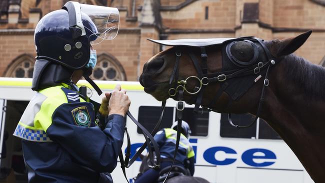 Police horse Tobruk, of the Mounted Unit of NSW Police Force, was back on patrol. Picture: Brook Mitchell/Getty