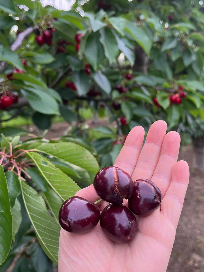 Cherries are splitting ahead of Christmas. Picture: Facebook