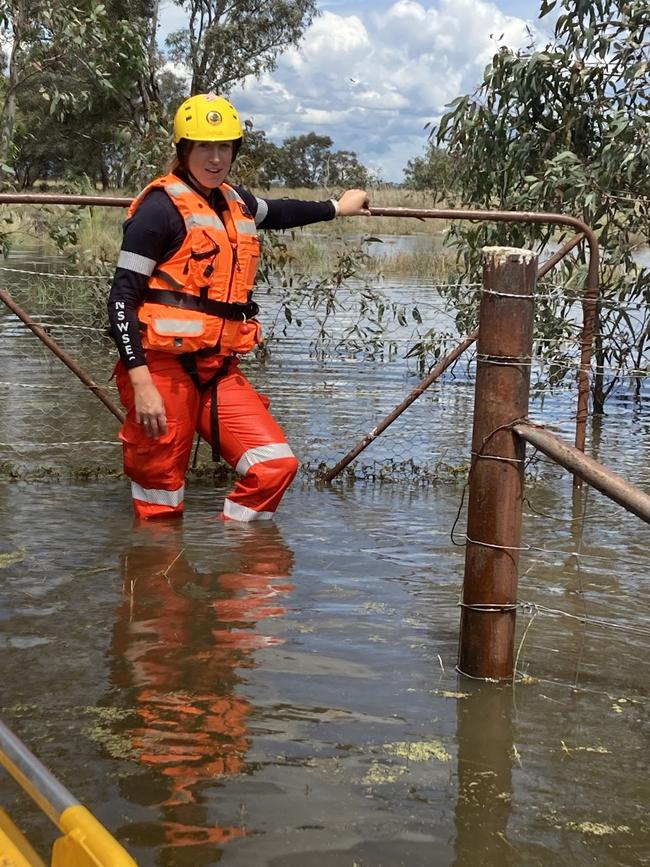 An SES volunteer helping to rescue two stranded thoroughbreds near Lake Cowal on October 26.