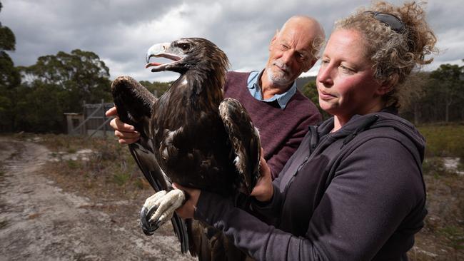 Nick Mooney with Ange Anderson from Roaring Beach Wildlife Refuge near Roaring Beach, Tasmania, with a rescued wedge-tailed eagle. Picture: Peter Mathew